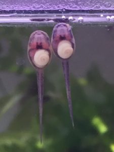 モリ　おたま２